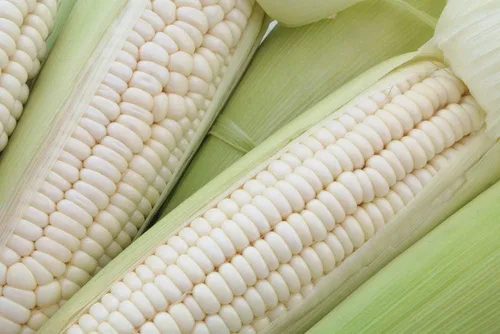 Vista 2 de Semillas de maíz blanco para plantar - Más de 50 semillas - Top Producer