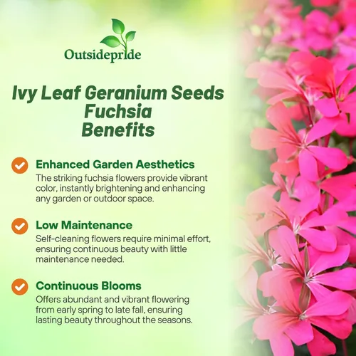 Vista 3 de Outsidepride 20 semillas perenne fucsia hiedra hoja geranio flor semilla para plantar