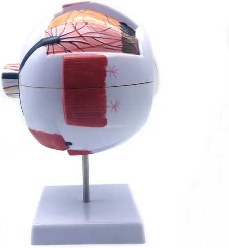 Vista 5 de XINDAM Modelo anatómico de ojo humano ampliado 6X - Anatomía precisa para estudio de aula de ciencias, exhibición, modelo médico de enseñanza