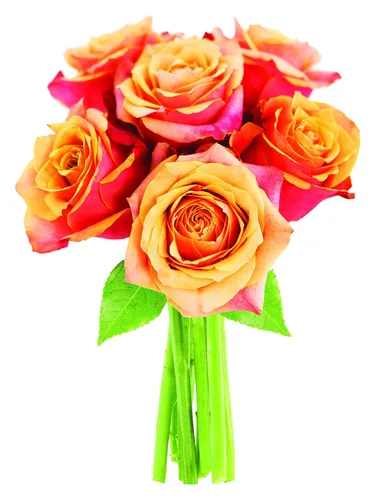 Vista 10 de KaBloom Prime Next Day Delivery: Colección Himalaya – Tranquila fresca cortada 24 rosas surtidas regalo para cumpleaños, condolencias, aniversario