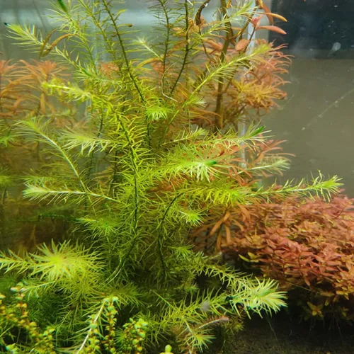 Vista 5 de Mainam Mayaca Fluviatilis - Paquete de plantas de acuario vivas para decoración de pecera de agua dulce Plantas acuáticas 3 días garantizados