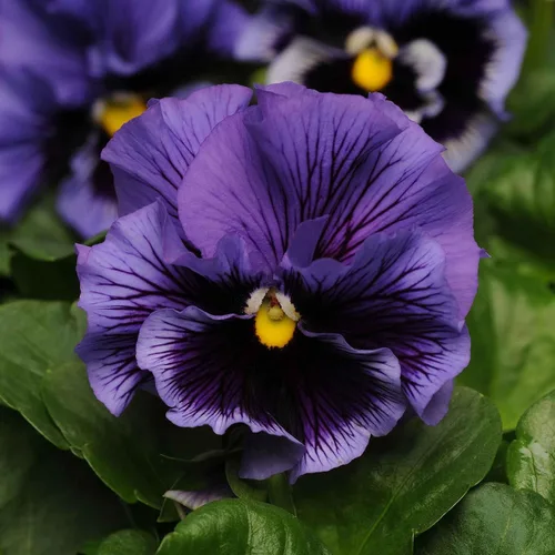 Vista 17 de Eden Brothers Johnny Jump Up Seeds