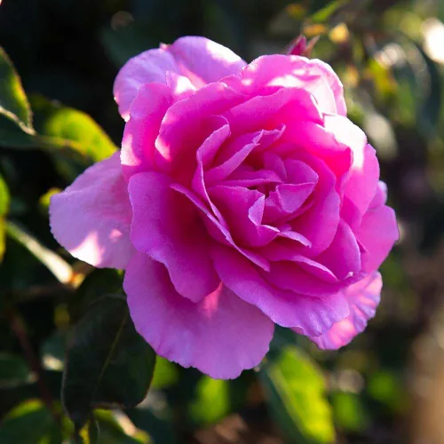 Vista 7 de Rosas resistentes de reliquia, planta de raíz propia, Hawkeye Belle Blanco cremoso con bordes rosados