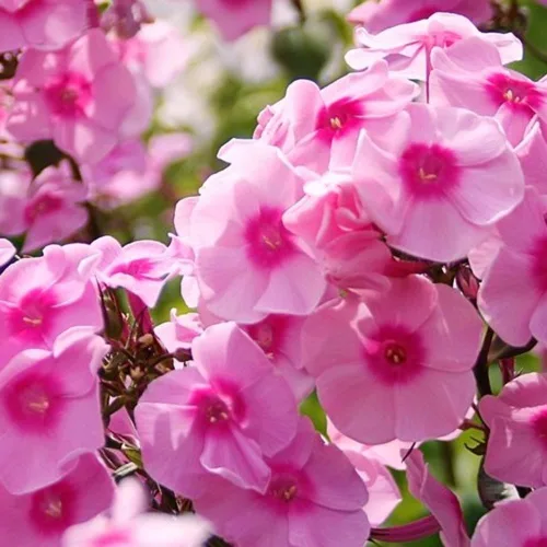 Vista 6 de Más de 10000 semillas de flores de verbena mixtas para plantar, semillas de verbena orgánicas, semillas de musgo de verbena que atraen la floración