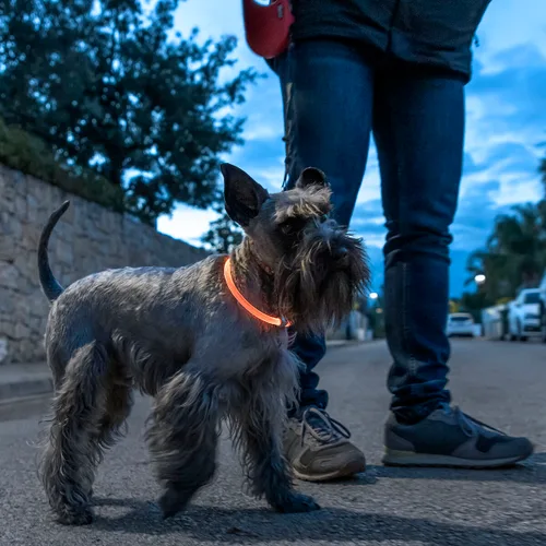 Vista 9 de Collar LED para Mascotas Petlux InnovaGoods