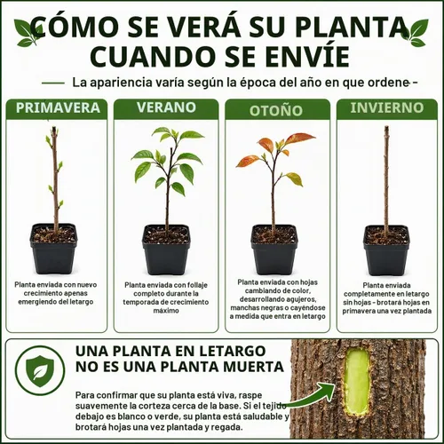 Vista 2 de Árbol de nuez - Planta viva de 6 a 12 pulgadas de alto