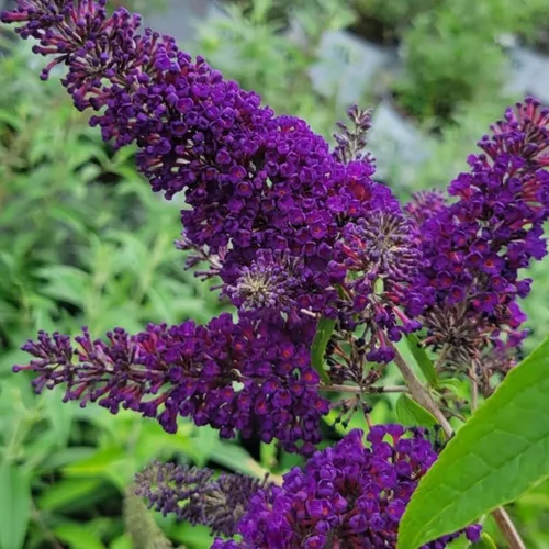 Vista 2 de Planta viva de arbusto de mariposa negro-morado, 5-10 pulgadas de alto