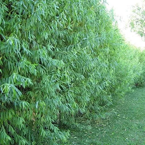Vista 2 de (uno) árbol de crecimiento más rápido en el mundo, listo para plantar, un sauce híbrido australiano vivo cortado a raíz desnuda - Ideal para sombra