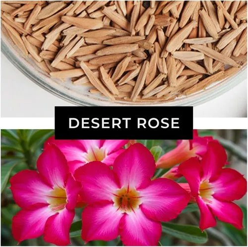 Vista 7 de Semillas de rosa del desierto (Adenium Obesum) Paquete de 20 – Planta bonsái con flores de colores mixtos – Suculenta tropical para macetas