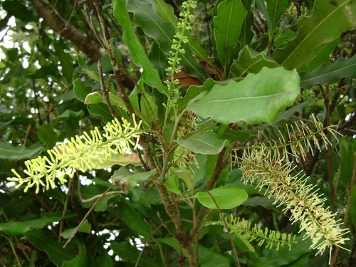 Vista 3 de 5 Semillas de árbol de nuez de macadamia - Macadamia integrifolia - Enviados desde Iowa, EE. UU