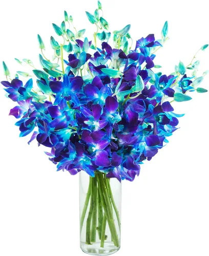 Vista 10 de Kabloom 10 Tallos Blue Valentine Dendrobium orquídeas, 2.5 libras