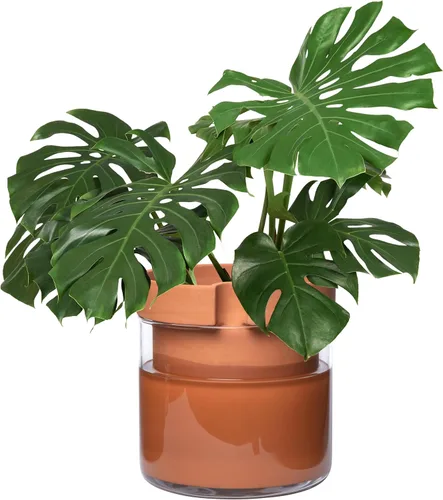Vista 33 de Phoenix Vine Macetero de terracota de riego automático de 4 pulgadas, maceta de arcilla de terracota negra con depósito de vidrio para plantas