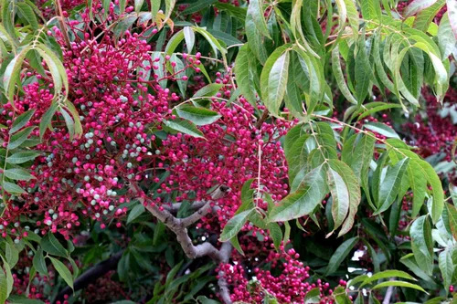 Vista 8 de 25 Chinese Pistachio Pistacia Chinensis Pistache Pistach Yellow Orange Red in Fall Mastic Tree Seeds