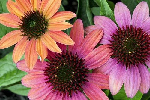 Vista 2 de 25 semillas de flor de hierba blanca y naranja rojo amarillo púrpura rosa blanco