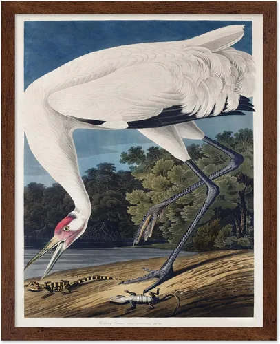 Vista 110 de Poster Master Póster vintage de James Audubon – Impresión retro de amargo americano – Arte de aves de América – Regalo para hombres, mujeres