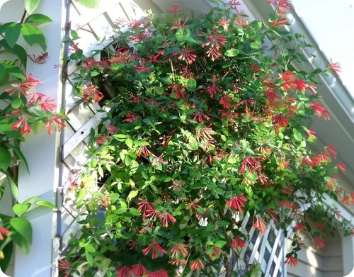 Vista 2 de Madreselva Coral Planta de 1 galón grande Lonicera sempervirens Plantas de vid con flores para cenadores Planta trepadora nativa para cercas