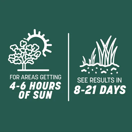 Vista 7 de Pennington Smart Seed Sol y Sombra Mezcla de Semillas de Césped Festuca Alta para Céspedes del Sur 3 lb