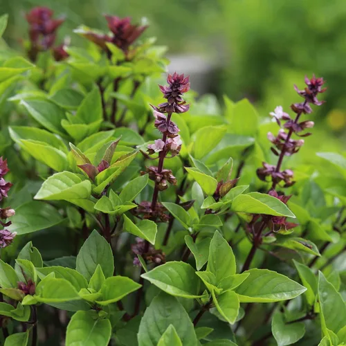 Vista 6 de Semillas de albahaca y canela para plantar, 1/4 onza más de 4,000 semillas de hierbas tradicionales sin OMG