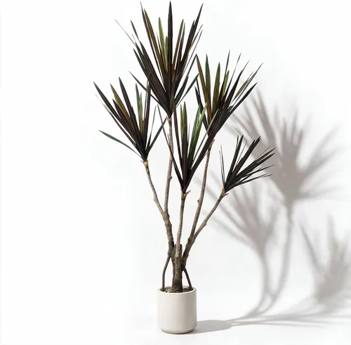 Vista 11 de Dracaena marginata - Planta artificial de 5.2 pies, árbol de dragón