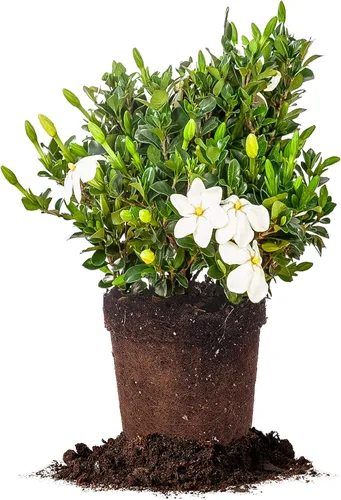 Vista 12 de Planta viva resistente a las heladas Gardenia de Perfect Plants, maceta de 1 galón Gardenia a prueba de heladas