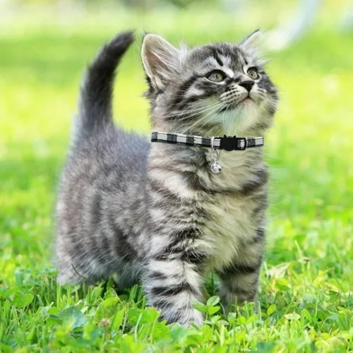 Vista 5 de Collar de gato MJIYA con campana, collar de cuadrícula separable con hebilla de plástico, ligero ajustable, de nailon, collares de gatito