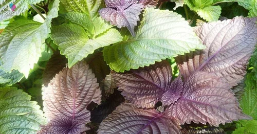 Vista 3 de 1000 Semillas de Perilla Vietnamita (Perilla Frutescens) Temporada Cálida Anual, Shiso (), Hierba asiática