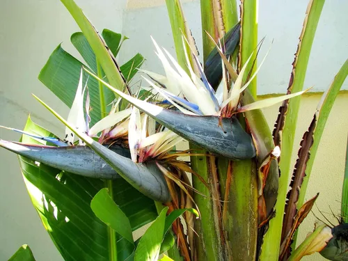 Vista 3 de Pájaro blanco del paraíso 3 plantas vivas Strelitzia Nicolai Hermoso ejemplar de follaje raro