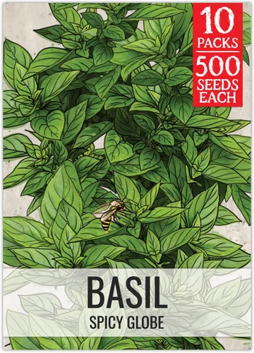 Vista 43 de Seed Needs Semillas de albahaca italiana para plantar hierbas tradicionales sin OMG, 1 paquete