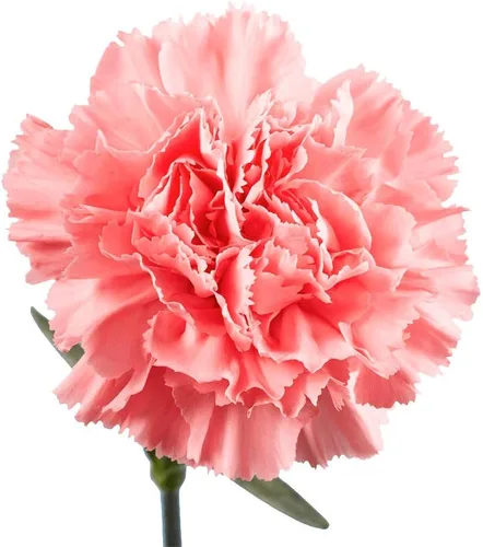 Vista 2 de GlobalRose 200 flores de clavel rosadas – Claveles de flores frescas de origen responsable – Ramo fresco seleccionado a mano para graduación