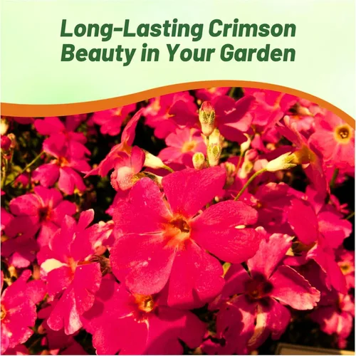 Vista 6 de Outsidepride 1000 Semillas Perennes Primula Crimson Fairy Primrose Flower Seeds para plantar