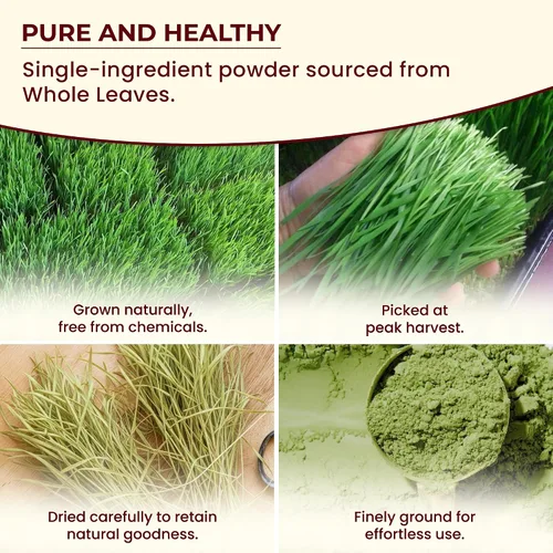 Vista 5 de Wheatgrass - Polvo de 1 libra – Hierba de trigo orgánica USDA de primera calidad, polvo verde molido fino para una mezcla suave, sin OMG, vegano