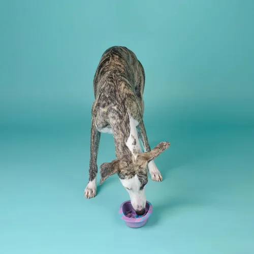 Vista 6 de CHEWFFON Tapetes Interactivos para Lamer para Perros y Gatos, Comedero Lento de Silicona sin BPA con Ventosas, Tazón de Comida Antideslizante
