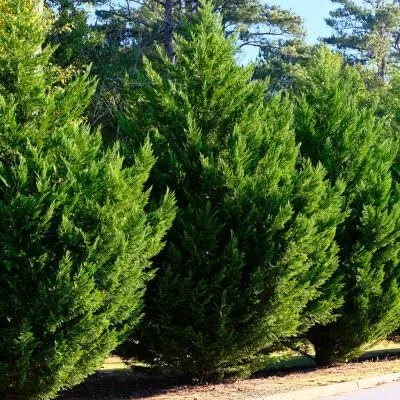 Vista 2 de The Leland Cypress Tree, Evergreen, tolerante a la sequía, resistente, 7 galones, maceta de vivero