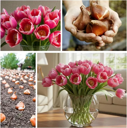 Vista 2 de Big Love - Bulbos de tulipán rosa para plantar, fáciles de cultivar (20 bombillas)