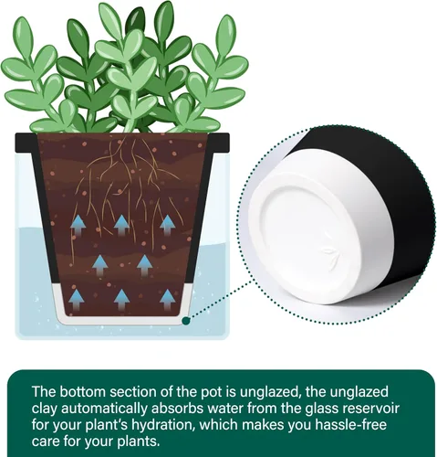 Vista 6 de D'vine Dev Maceta de Diseño de Riego Automático de 4 Pulgadas para Plantas de Interior, Maceta de Terracota Negra con Vaso Cilíndrico de Vidrio