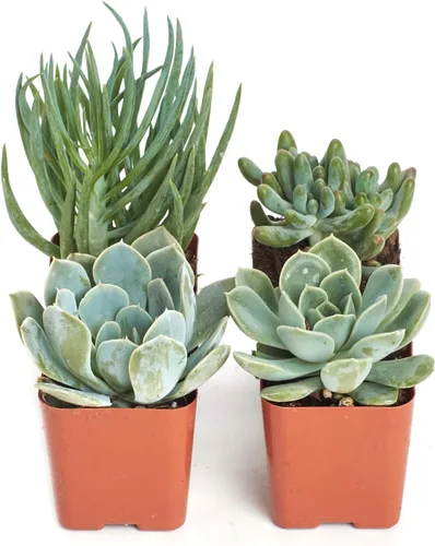 Vista 2 de Shop Succulents Colección de plantas suculentas azules y verdes, mini plantas suculentas vivas, bajo mantenimiento, mezcla de texturas, recuerdos
