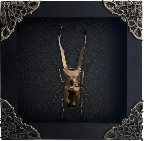 Vista 72 de 2 Real Dragonfly Specimens Shadow Box Framed Insect Display Oddities Curiosities Entomology Collection Natural History Wall Decor Gift for Nature