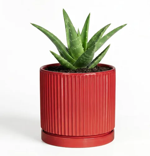 Vista 17 de 8 Inch Flower Pot, Ceramic Planters, Round Plant Pot, Beige