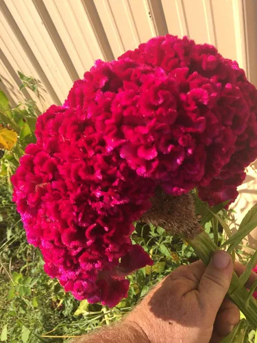 Vista 4 de 1025-Cockscomb Celosia Giant (C. argentea) Semillas por Robsrareandgiantseeds UPC0764425786658 Sin OMG, orgánicas, plantas históricas, 1025 paquete