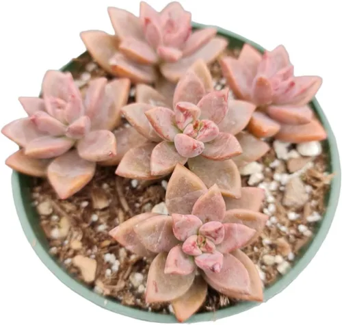 Vista 9 de Plantas suculentas vivas (Graptopetalum Superbum de 2")