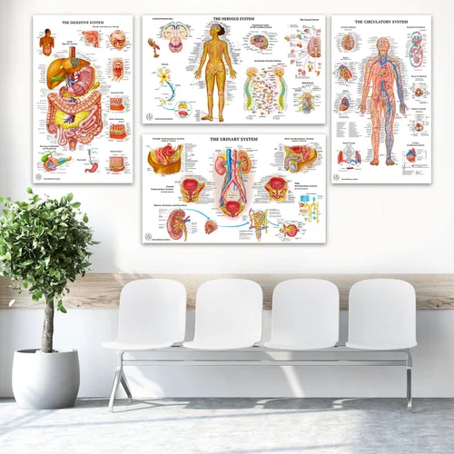 Vista 2 de 11 pósteres de anatomía humana - Carteles médicos, esqueléticos, masculinos femeninos, musculares, circulatorios, linfáticos, reproductivos