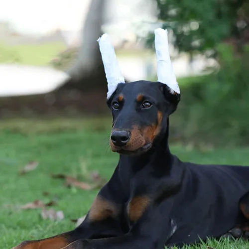 Vista 4 de Kit de soporte para orejas de cachorro con cinta adhesiva de espuma para doberman y perros pequeños, herramientas de publicación de orejas de perro