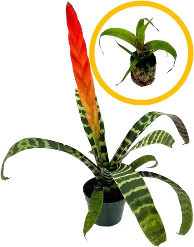 Vista 11 de ragnaroc Plantas vivas – Bromelia Billbergia Casa Blanca de raíz desnuda, gigante 20-30 cm - 1 unidad - Llegada viva garantizada - Plantas