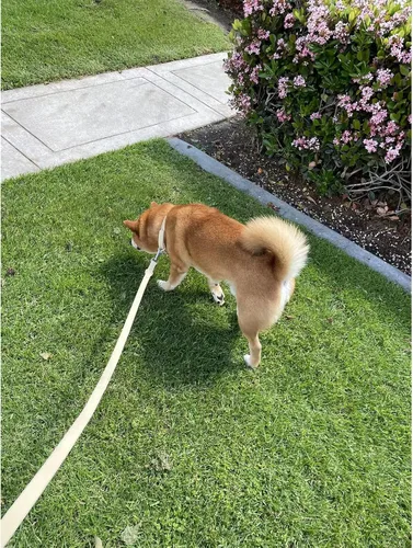 Vista 8 de ZALER Juego de collar y correa para perro, impermeable, ajustable, a prueba de olores, fácil de limpiar, correa de perro de 6 pies con 2 ganchos