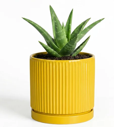 Vista 65 de 8 Inch Flower Pot, Ceramic Planters, Round Plant Pot, Beige