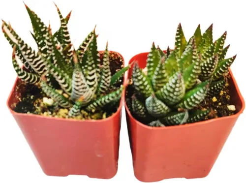 Vista 3 de Plantas de cactus suculentas vivas (juego de dos macetas de 2 pulgadas) (pata de oso de cotiledón tomentosa 'verde+ abigarrada')