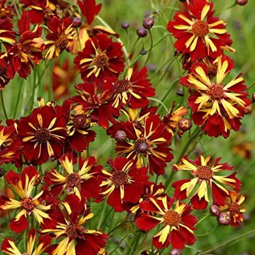 Vista 2 de Park Seed Semillas Presto Coreopsis
