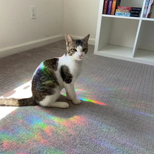 Vista 7 de 6 calcomanías de mandala para ventana para prevención de huelgas de pájaros, reutilizable, diseño de arco iris que se adhiere para salvar pájaros