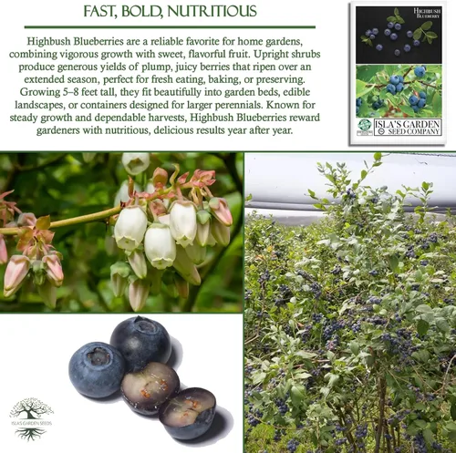 Vista 5 de Semillas de arándano Highbush (variedades del norte y del sur) - Más de 300 semillas sin OMG y reliquias, Vaccinium corymbosum, paisajes comestibles