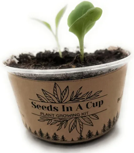 Vista 4 de Semillas en una taza - Kit de cultivo de plantas (brócoli)